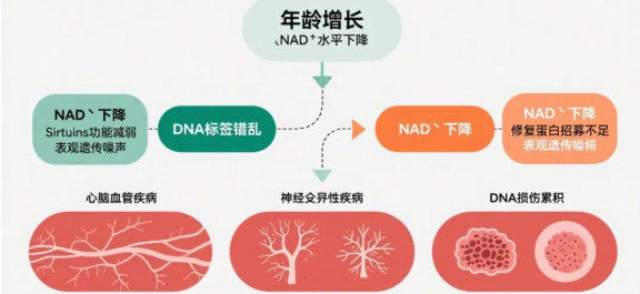 青春永驻，何须永生&mdash;&mdash;衰老是一种病？能治？！
